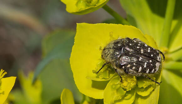 Image of Mediterranean Spotted Chafer Beetle