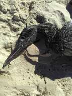 Image of Cape Gannet