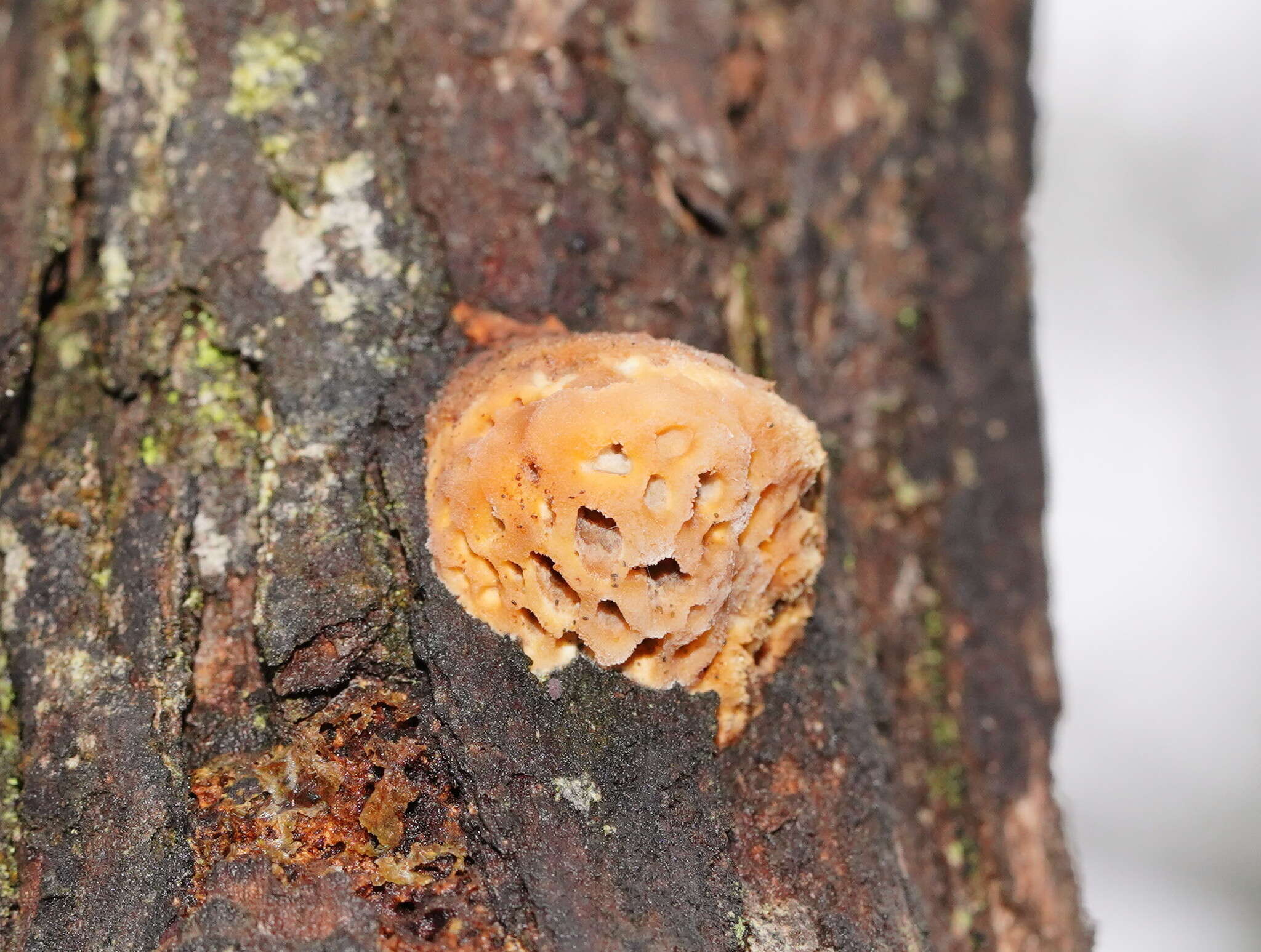 Image of Hexagonia vesparia (Berk.) Ryvarden 1972