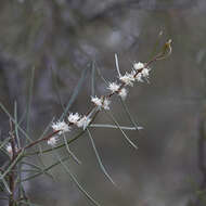 Sivun Hakea carinata F. Müll. ex Meissn. kuva