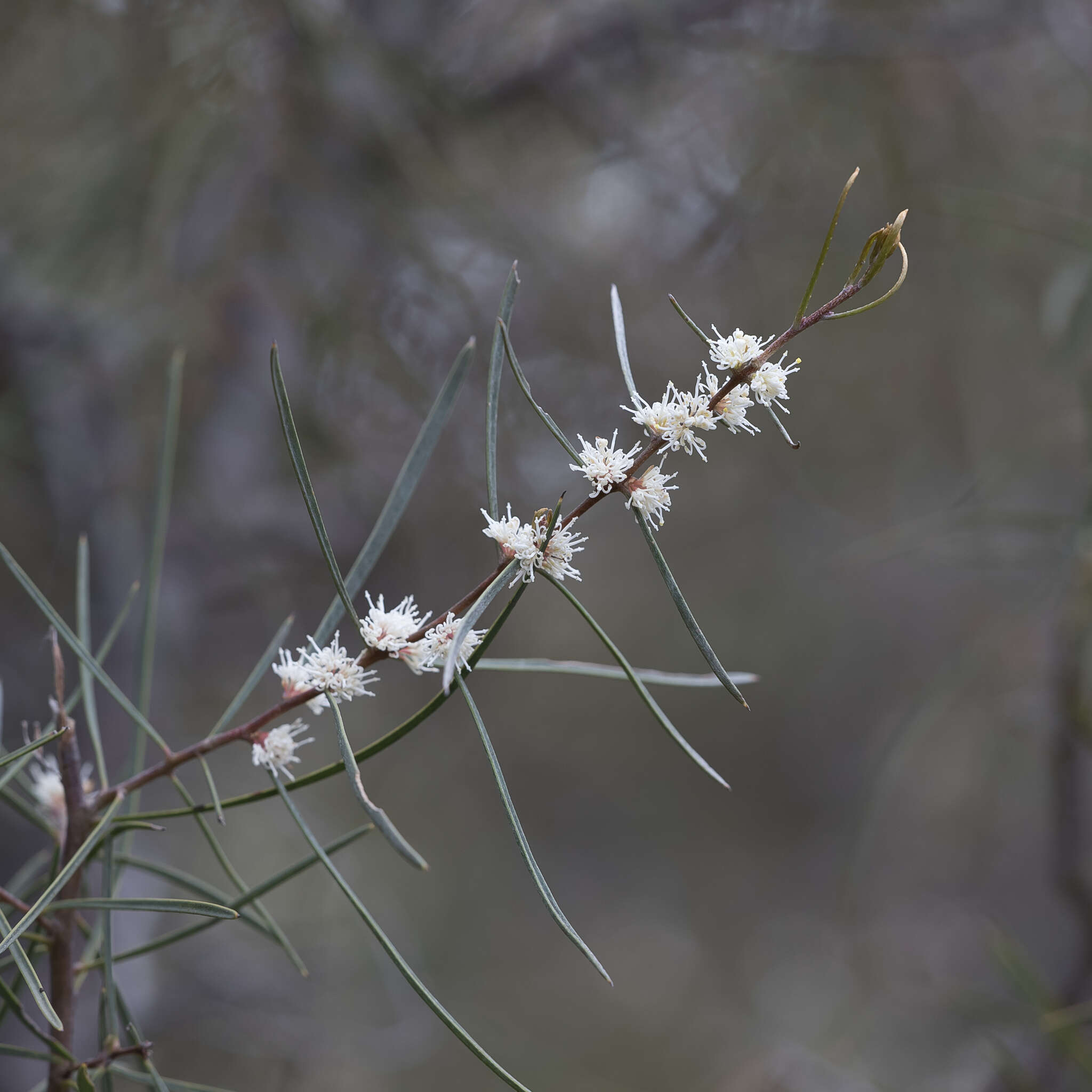 Image of Hakea carinata F. Müll. ex Meissn.