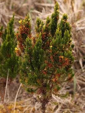 Image of Hypericum juniperinum (L. fil.) Kunth