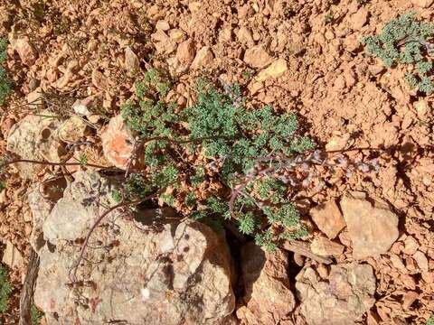 Image of Thalictrum isopyroides C. A. Mey.