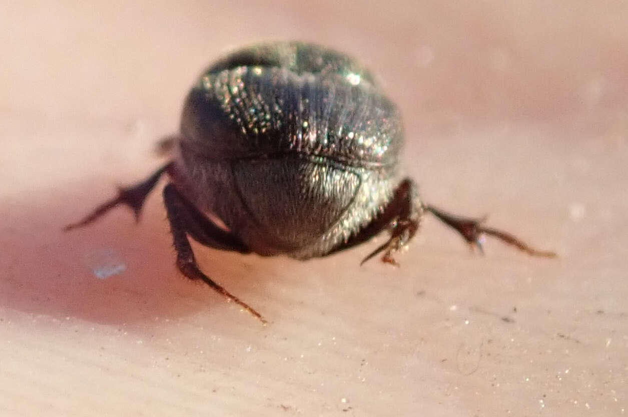 Image of Onthophagus aeruginosus Roth 1851