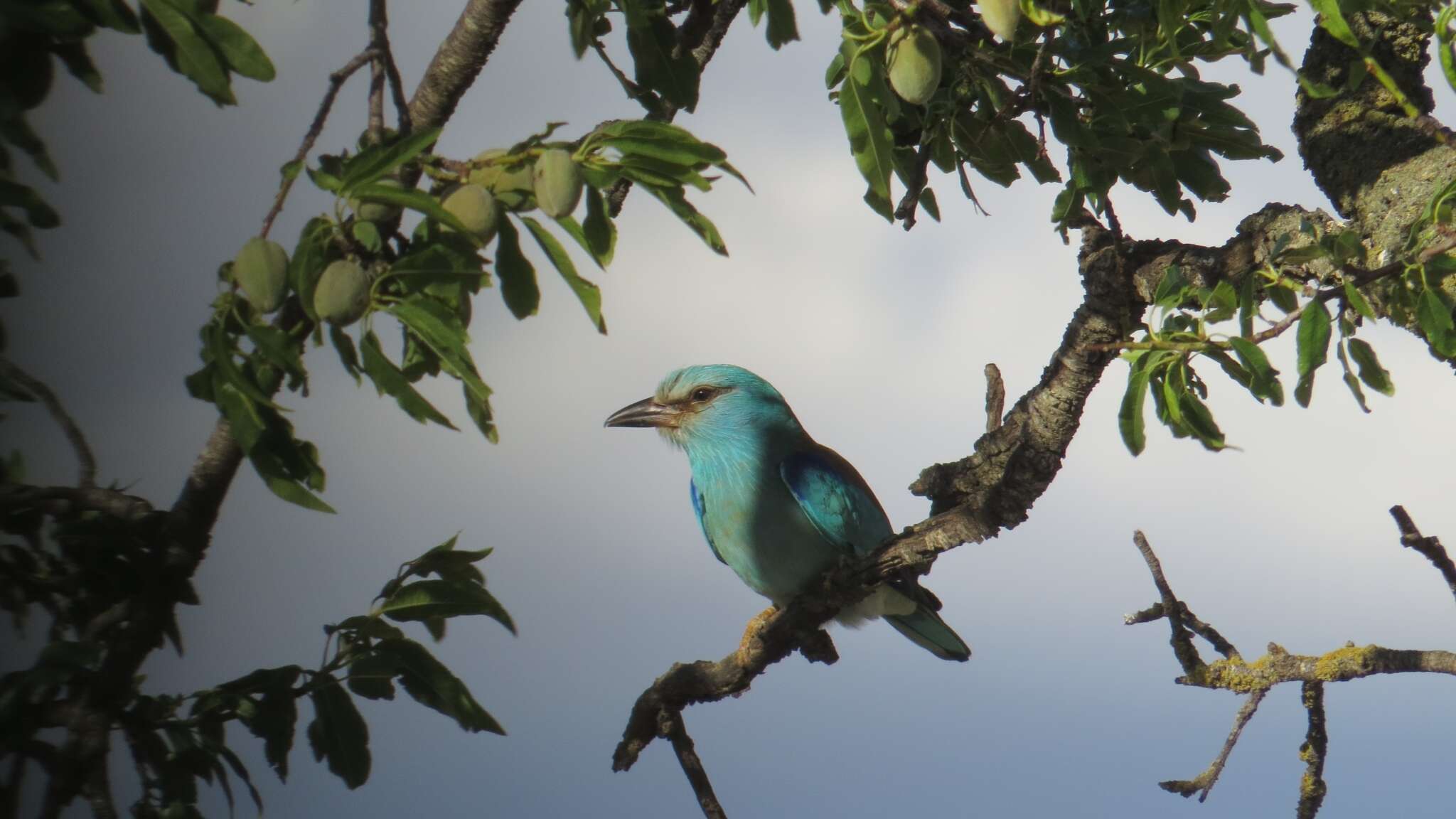 Image of Coracias garrulus garrulus Linnaeus 1758