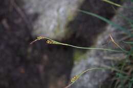 Image of carnation sedge