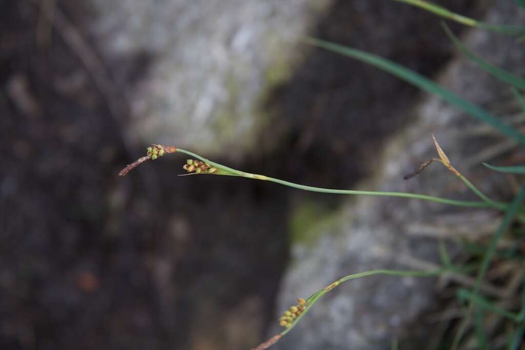 Imagem de Carex panicea L.