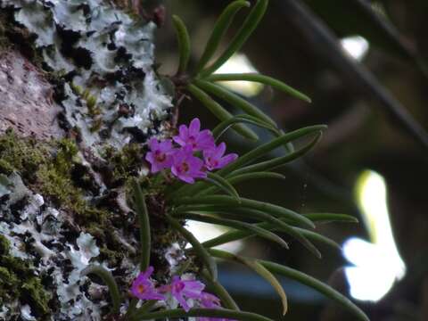 Image de Holcoglossum pumilum (Hayata) L. J. Chen, X. J. Xiao & G. Q. Zhang