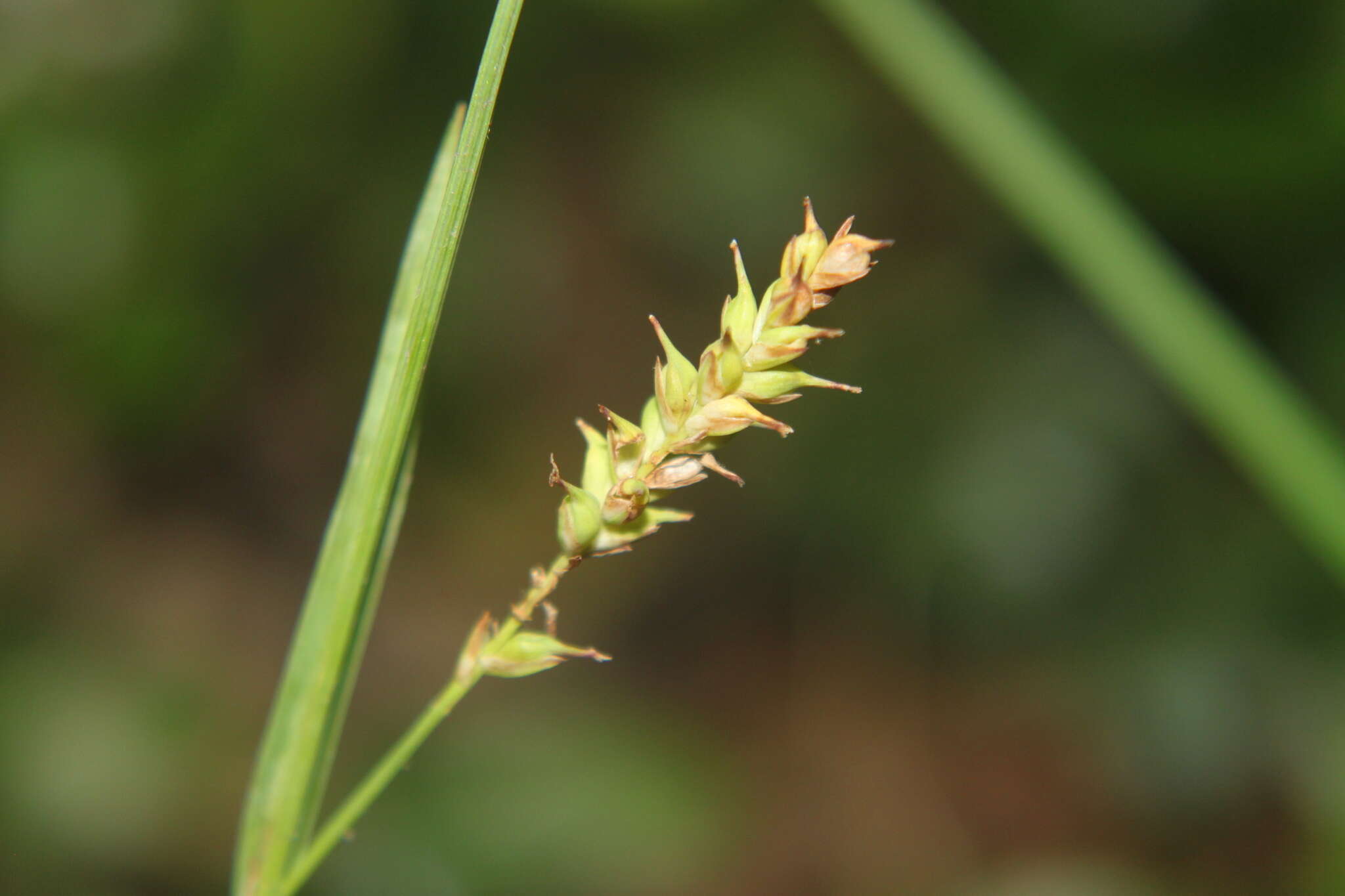 Image of variable sedge