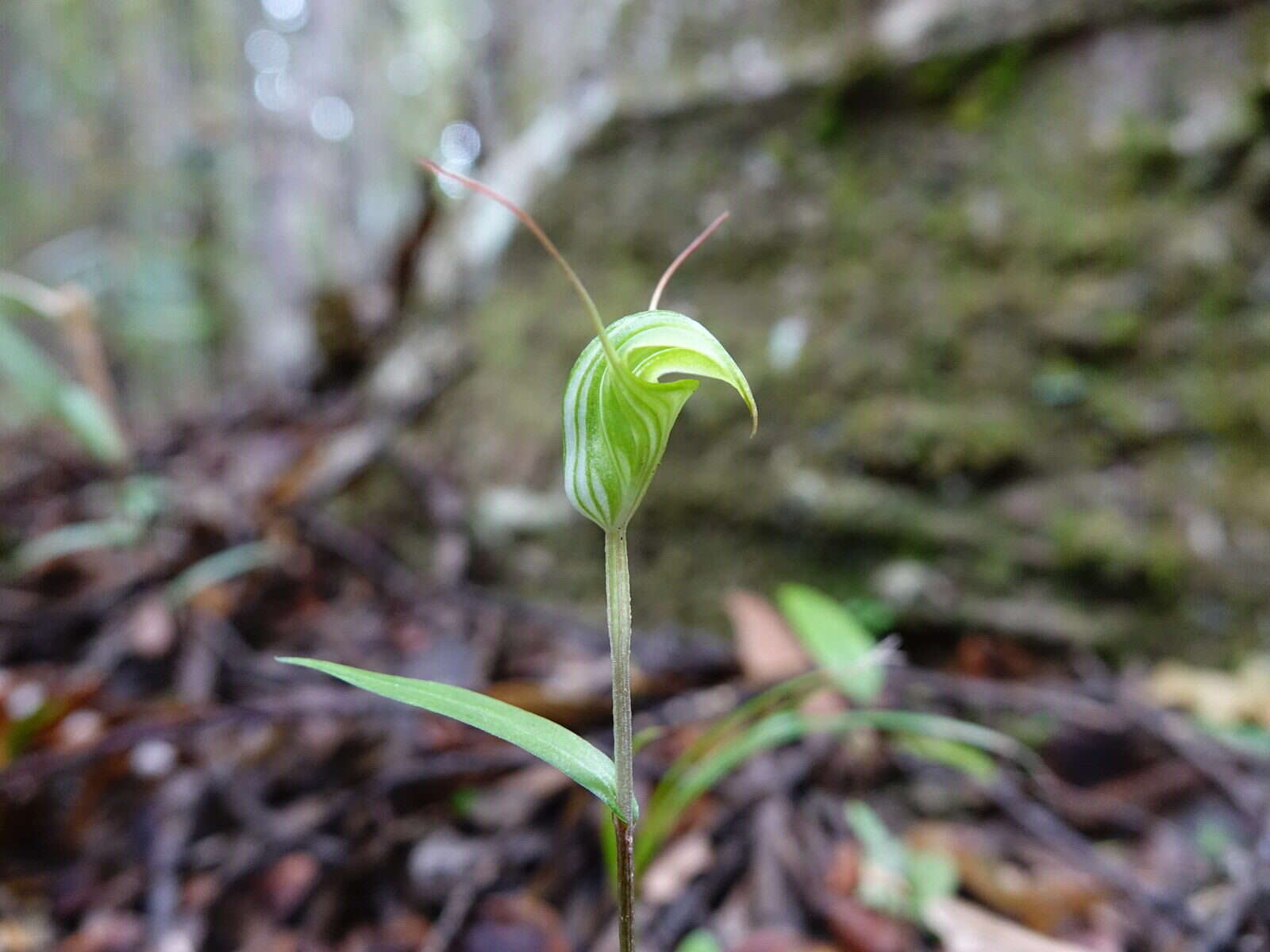 Image of Kauri greenhood