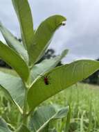 Image of Blackened Milkweed Beetle