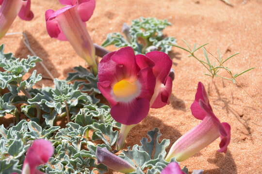 Image of Harpagophytum procumbens subsp. procumbens