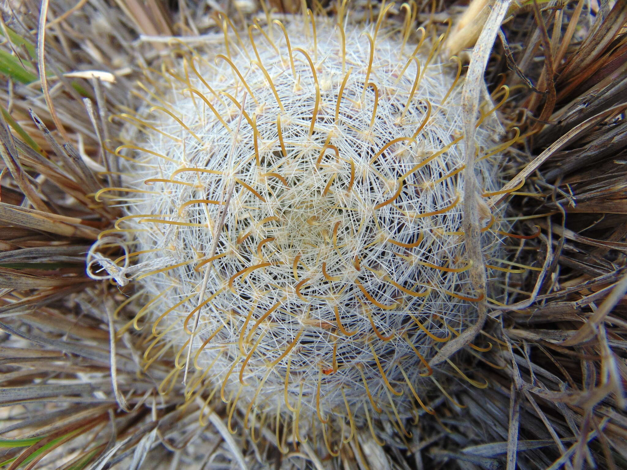 Image of Mammillaria jaliscana subsp. zacatecasensis (Shurly) D. R. Hunt