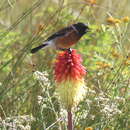 صورة Saxicola torquatus oreobates Clancey 1956