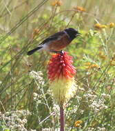 Image of Saxicola torquatus oreobates Clancey 1956