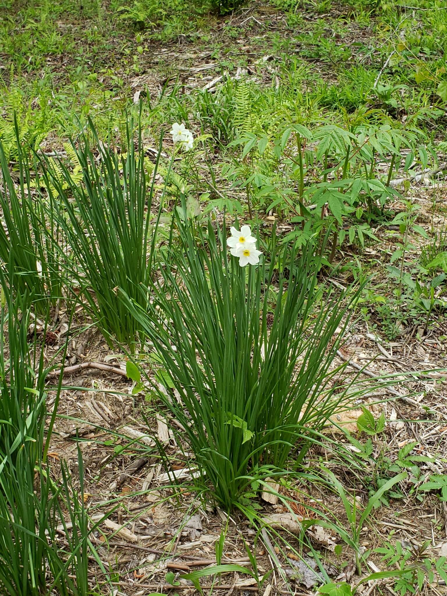 Image de Narcissus medioluteus Mill.