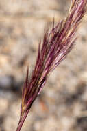 Image of purple needlegrass