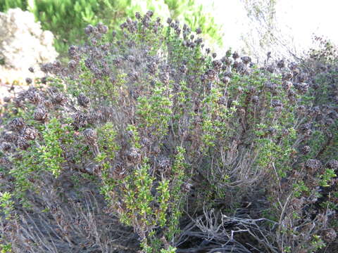 صورة Thymus carnosus Boiss.