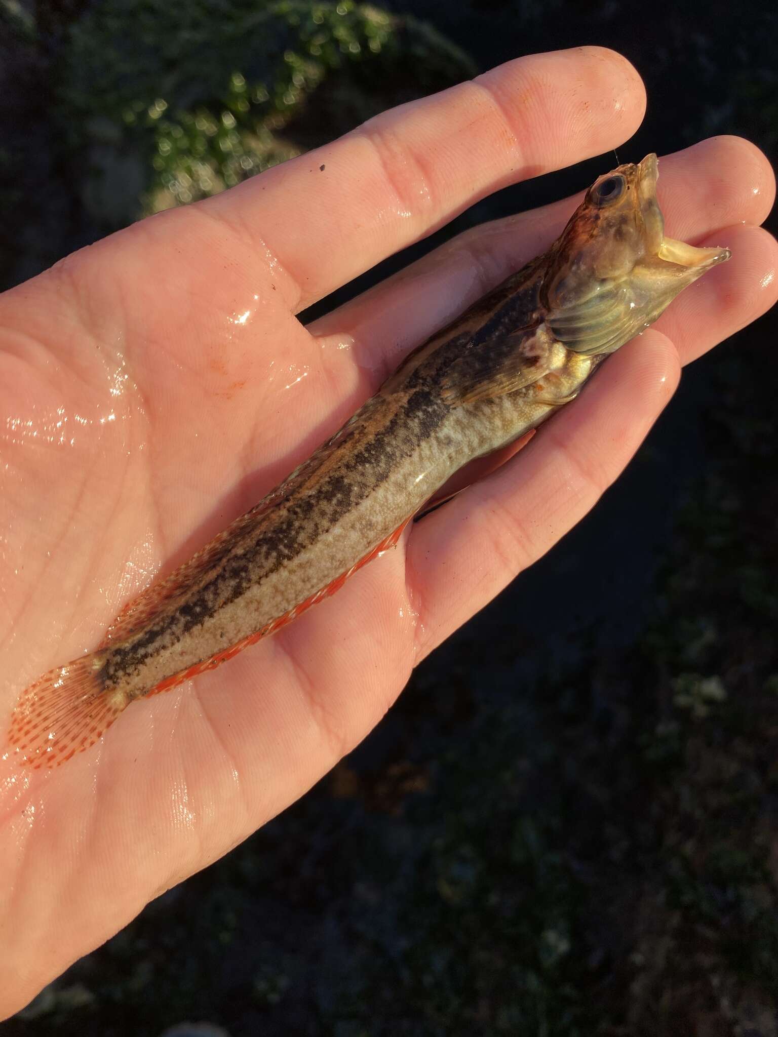 Image of One-Spot Fringehead