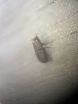 Image of Goldenhaired bark beetle