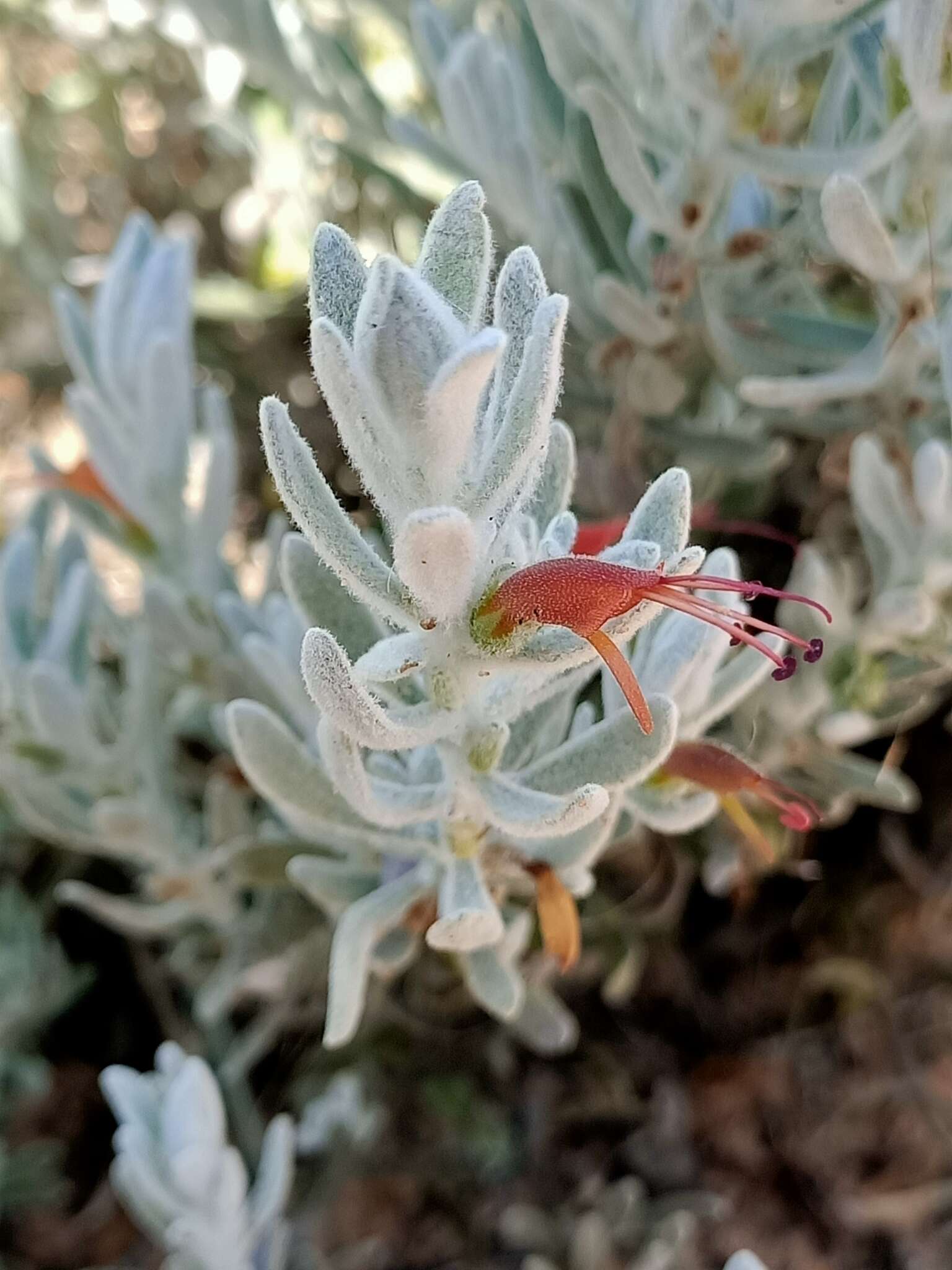 صورة Eremophila glabra subsp. murrayana