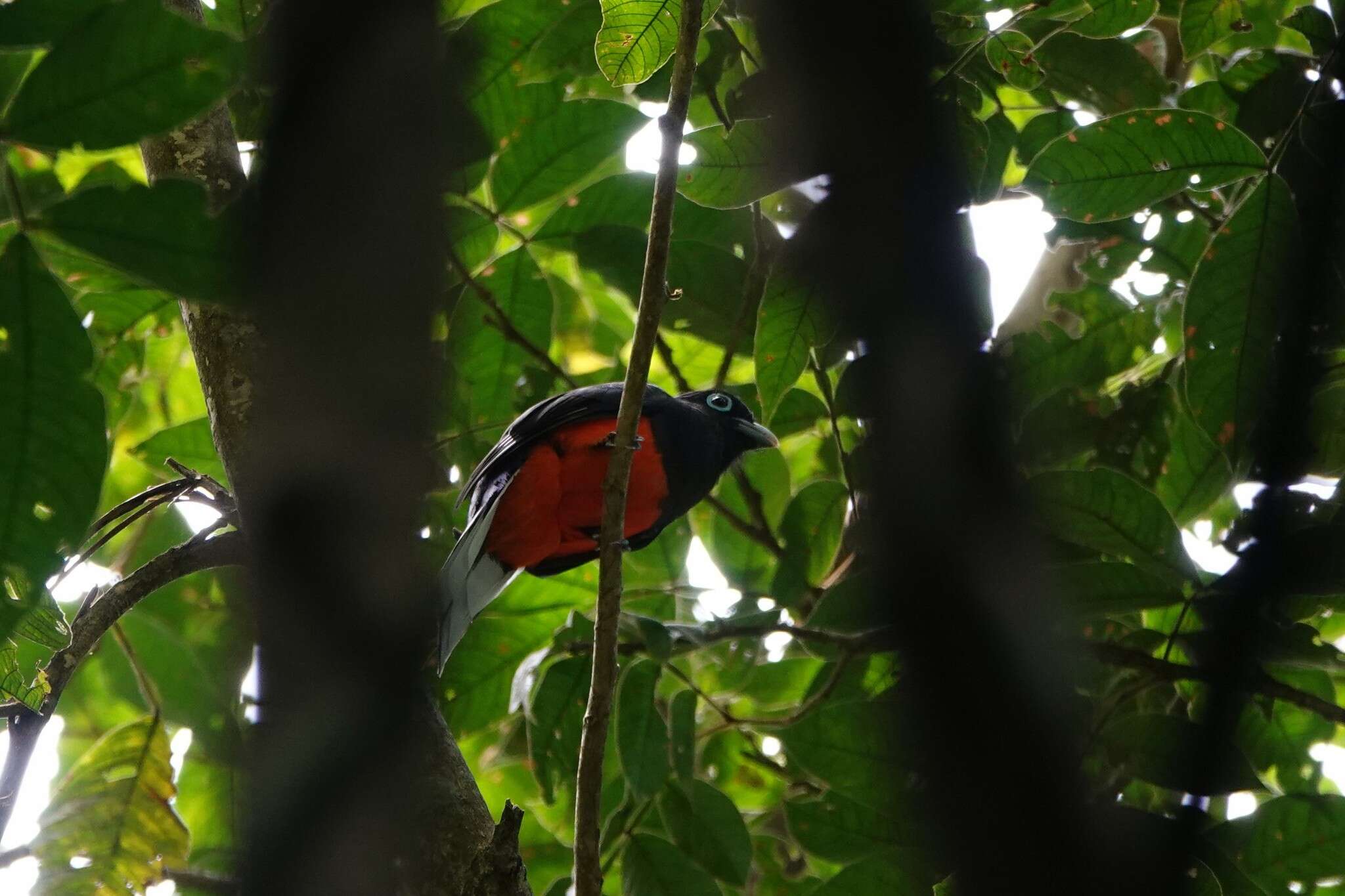 Image of Baird's Trogon