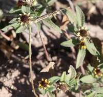 Sanvitalia angustifolia Engelm. ex A. Gray resmi