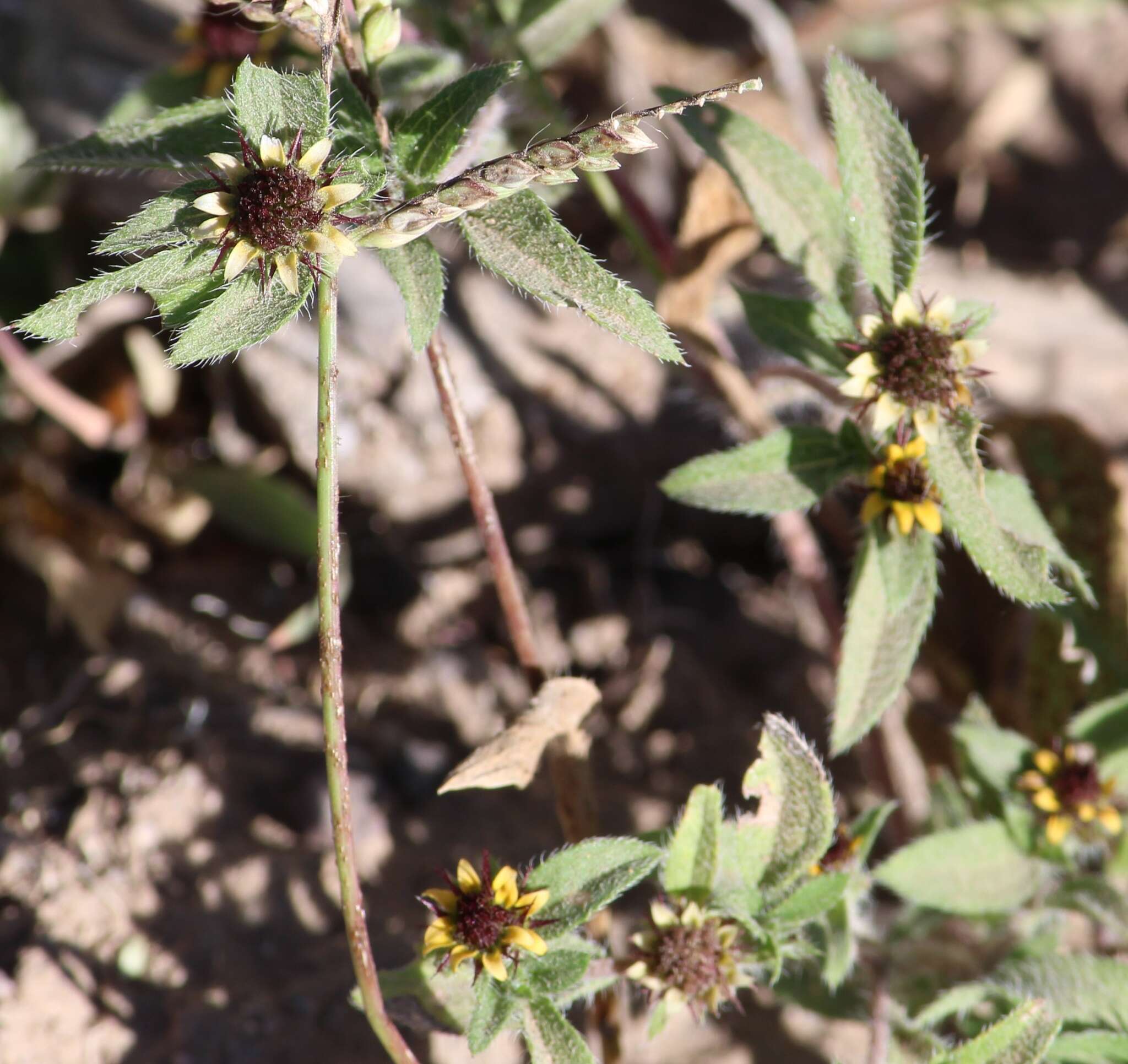 Imagem de Sanvitalia angustifolia Engelm. ex A. Gray