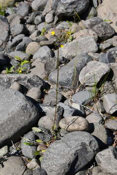 Image of Crepis multicaulis Ledeb.