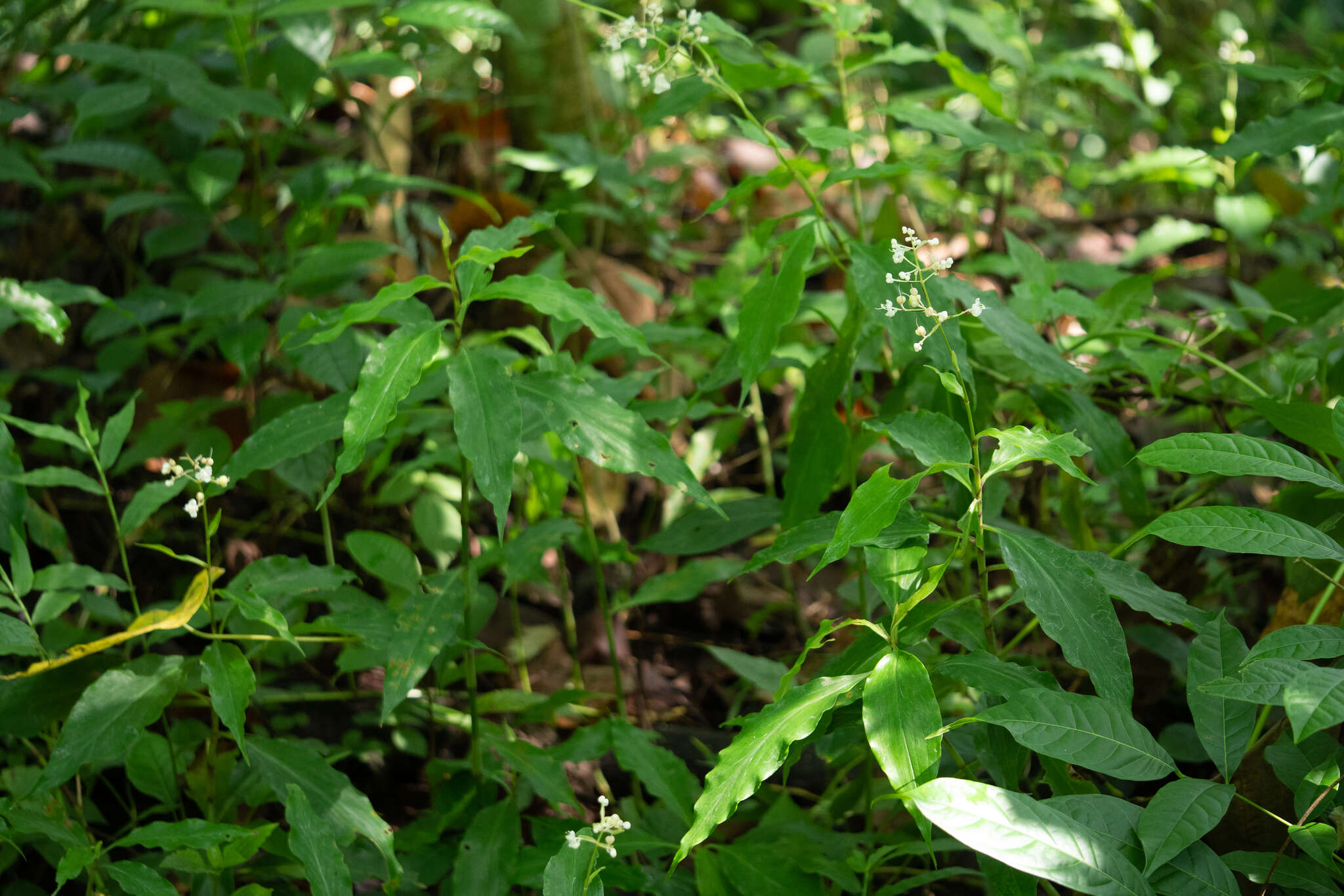 Image of Pollia secundiflora (Blume) Bakh. fil.