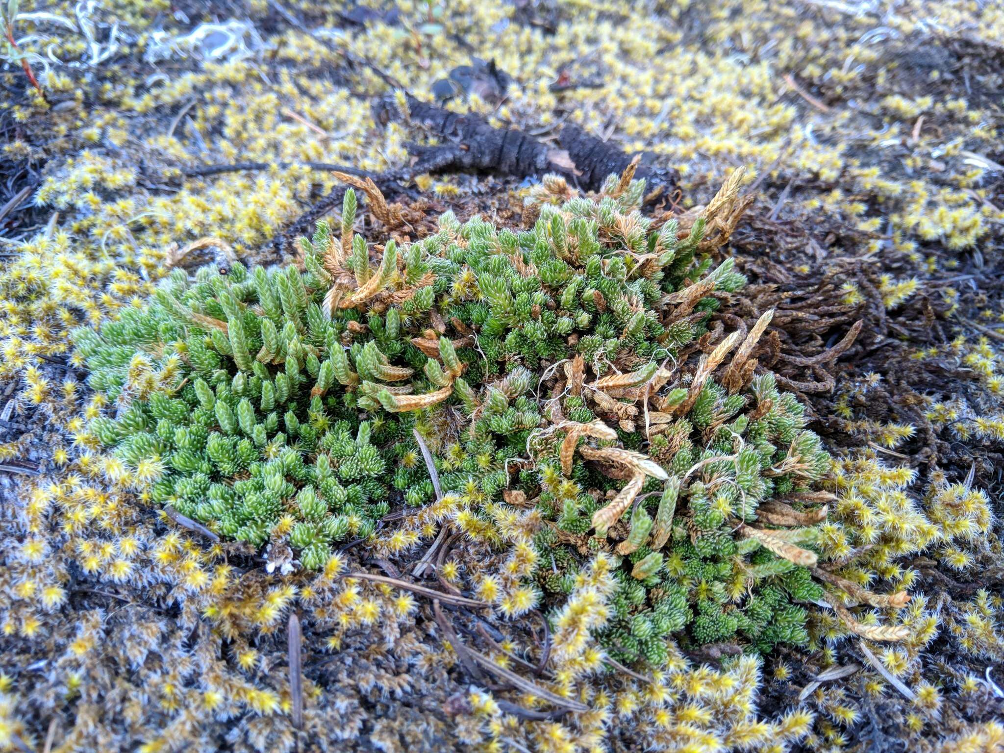 Image of Rocky Mountain spikemoss