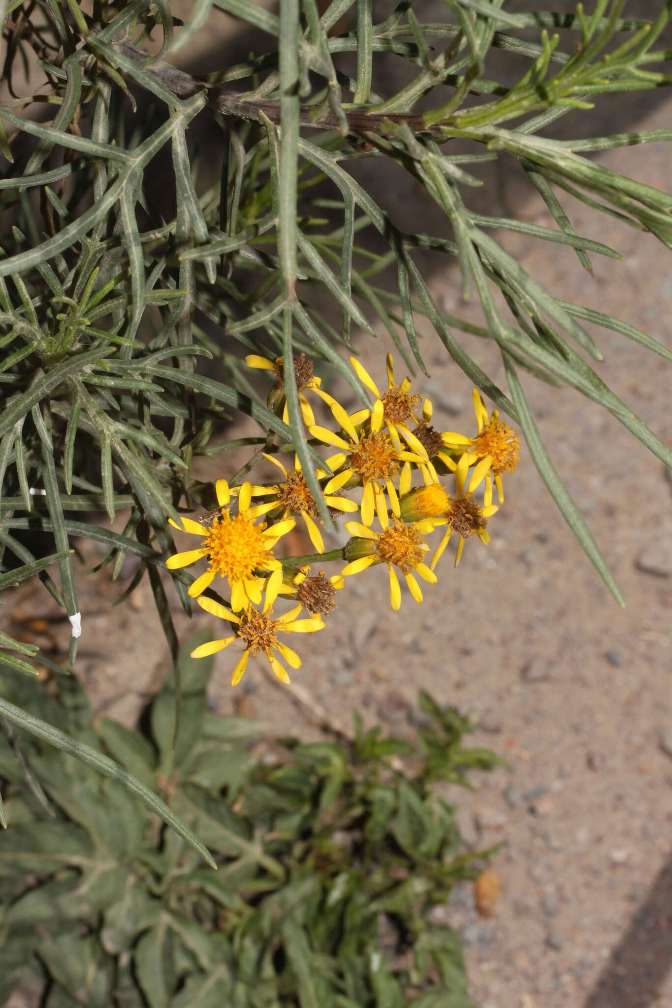 Sivun Senecio rudbeckiifolius Meyen & Walp. kuva