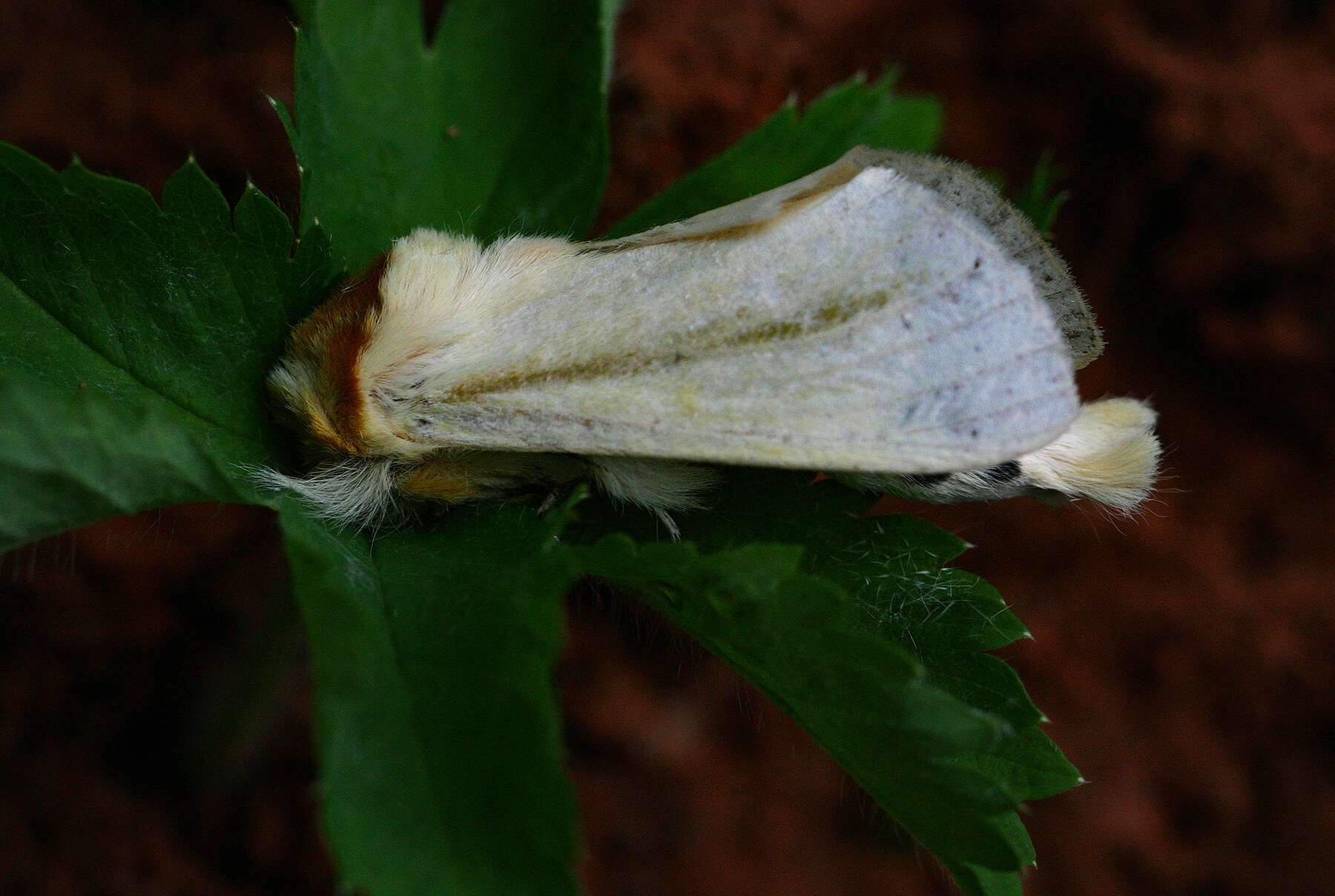 Image of Antheua simplex Walker 1855