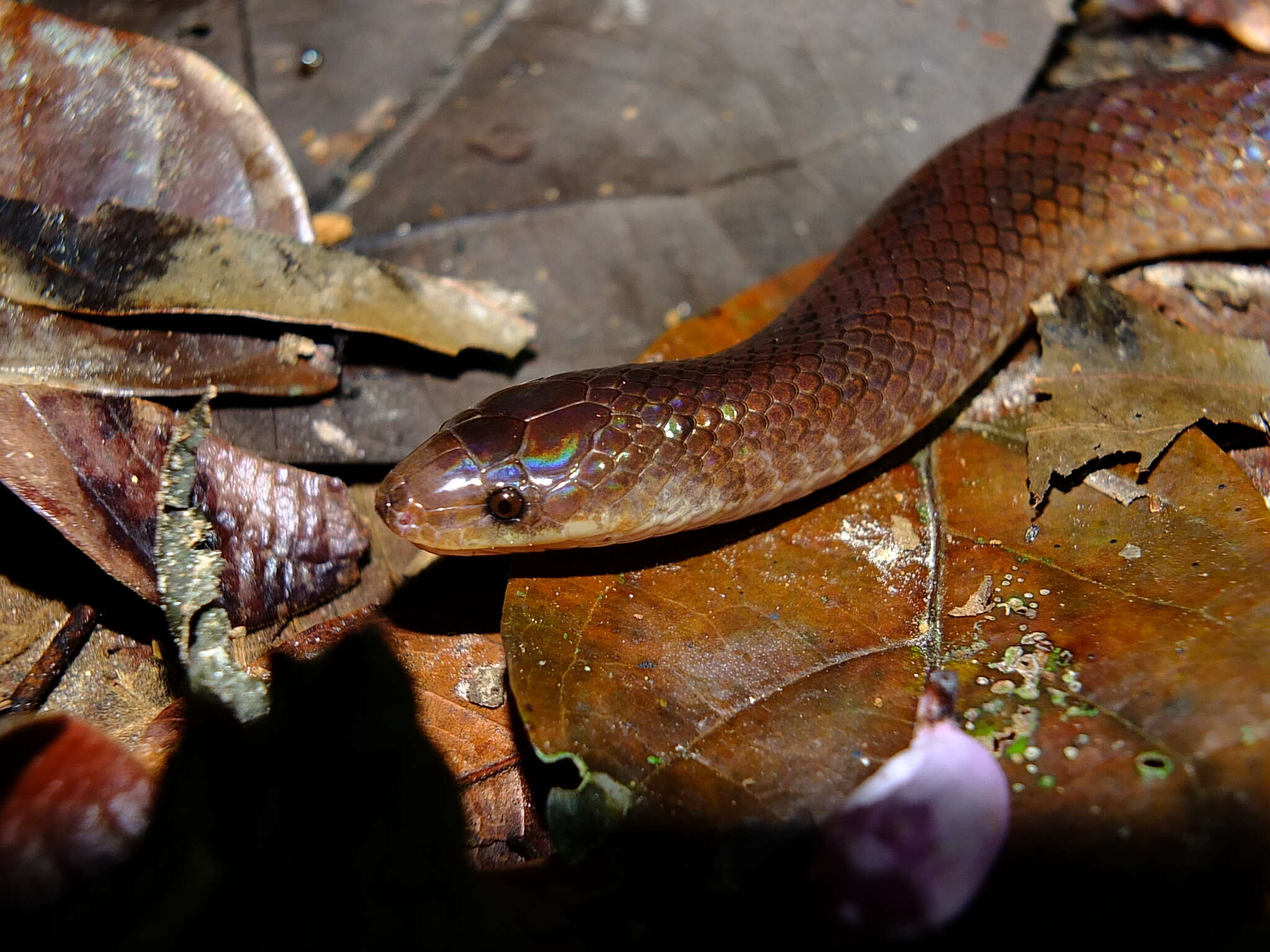 Atractus flammigerus (F. Boie 1827)的圖片