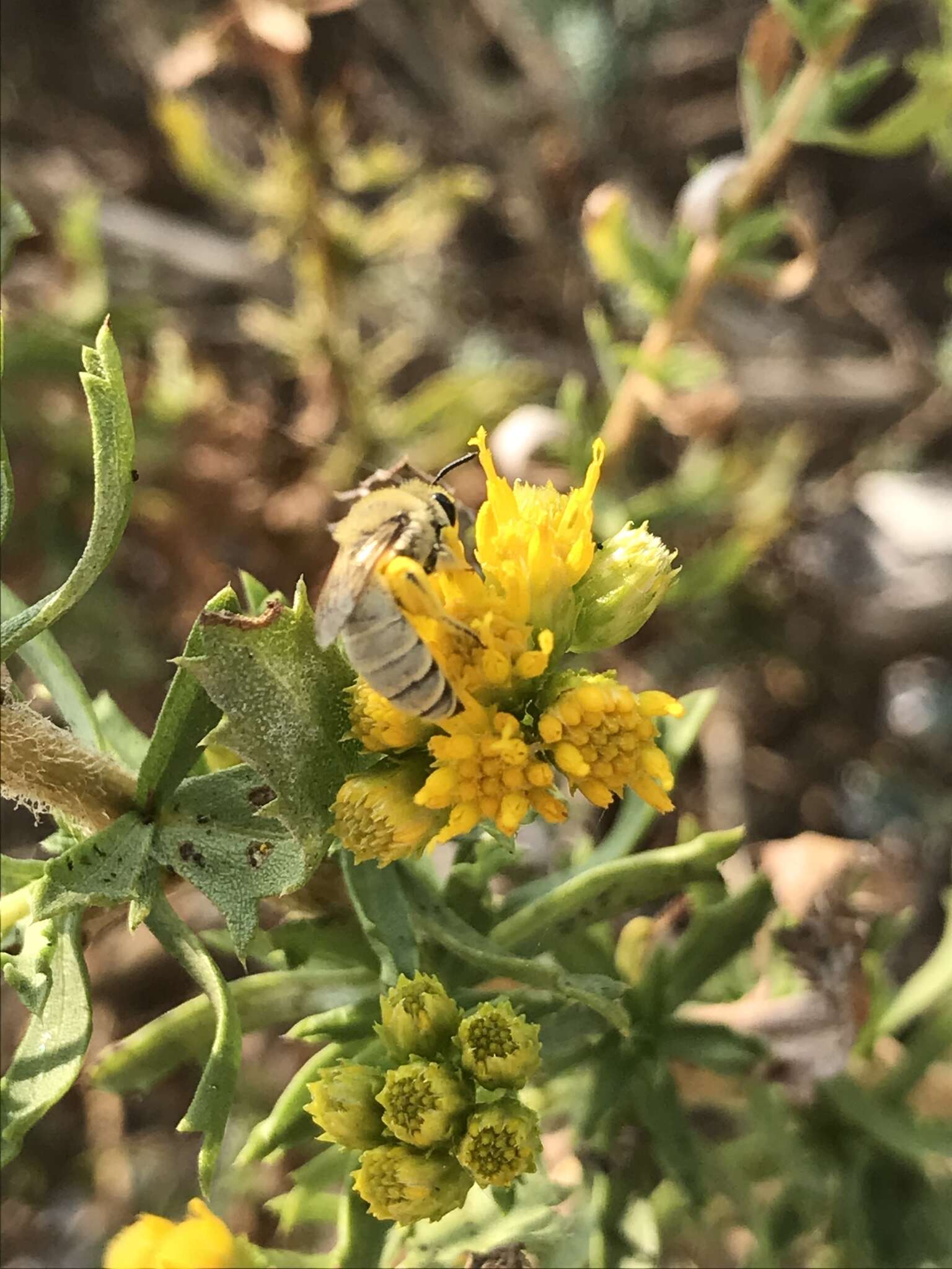 Image of Colletes ochraceus Swenk 1906