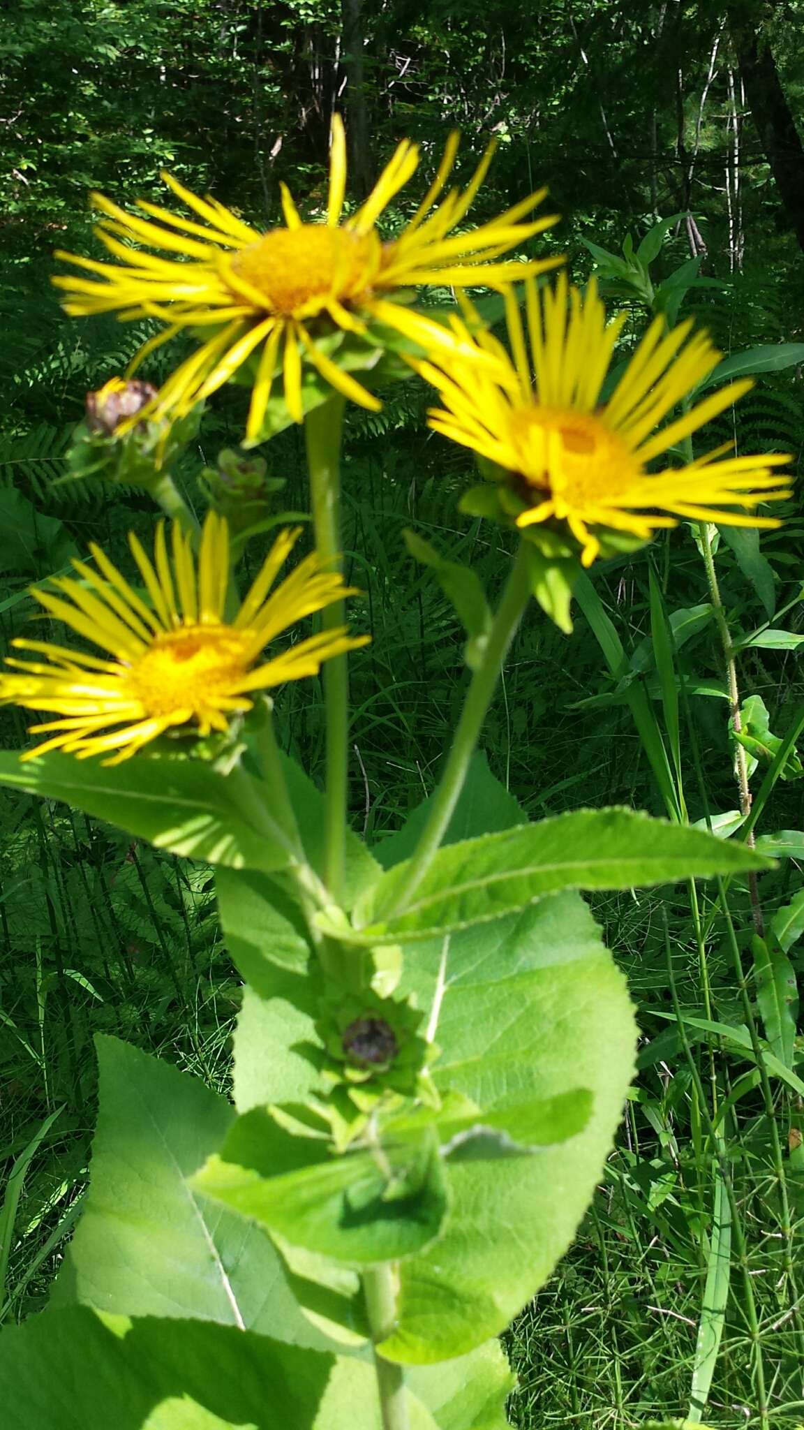 Inula helenium L. resmi