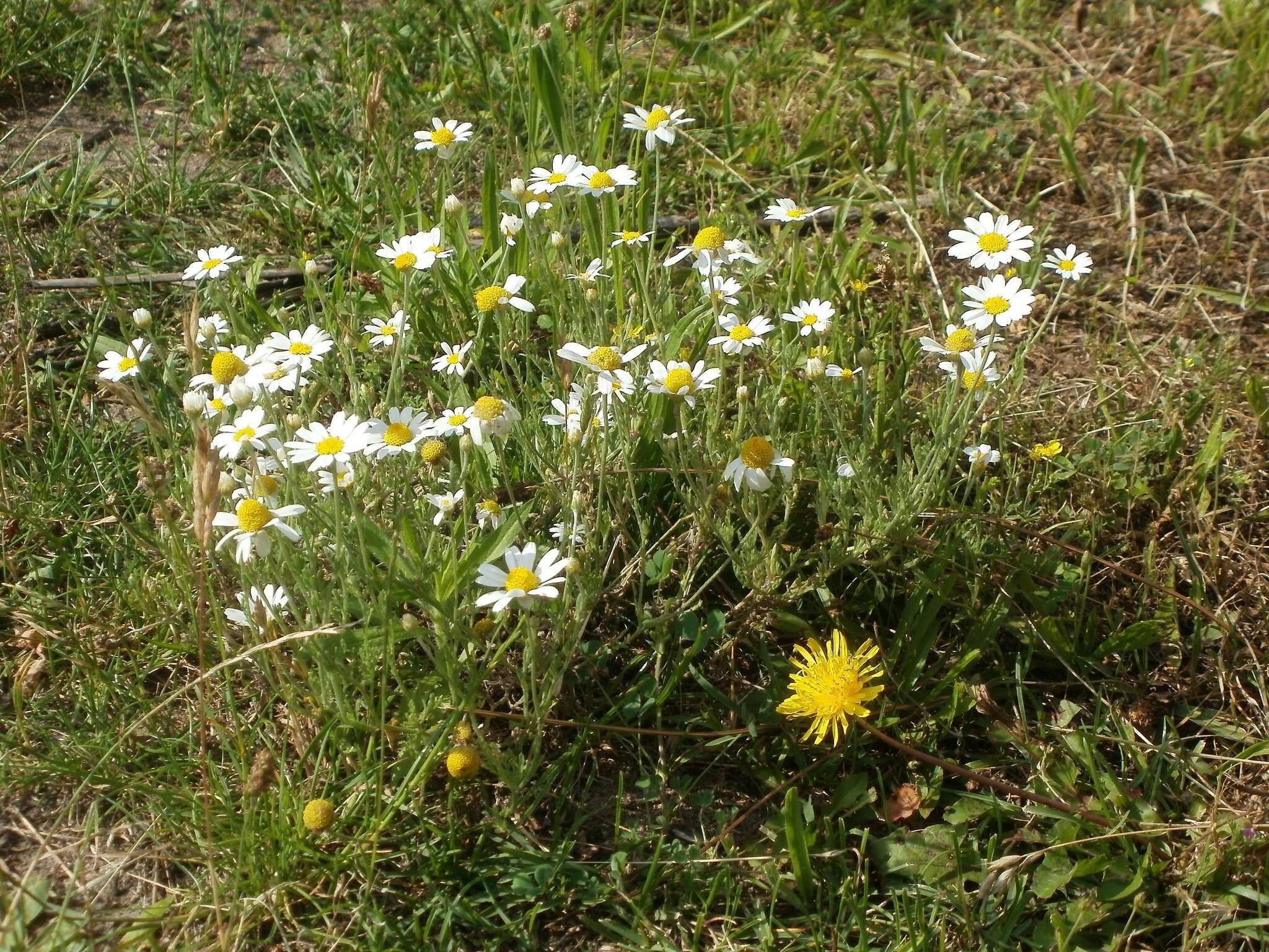 Image of corn chamomile