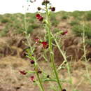 Scrophularia multicaulis Turcz. resmi