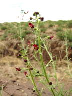 Image of Scrophularia multicaulis Turcz.