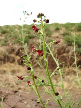 Scrophularia multicaulis Turcz. resmi