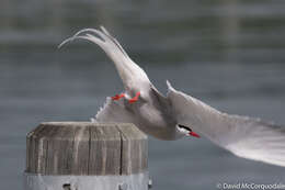 Image of Arctic Tern