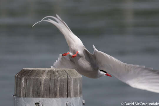 Image of Arctic Tern