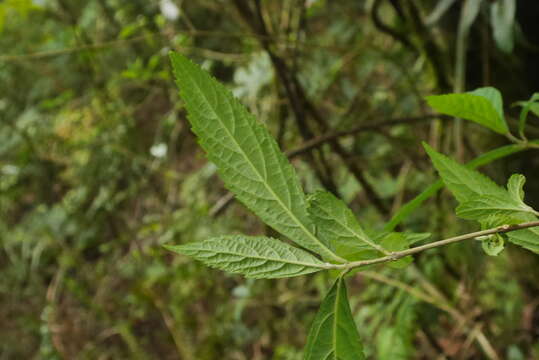 Image of Callicarpa randaiensis Hayata