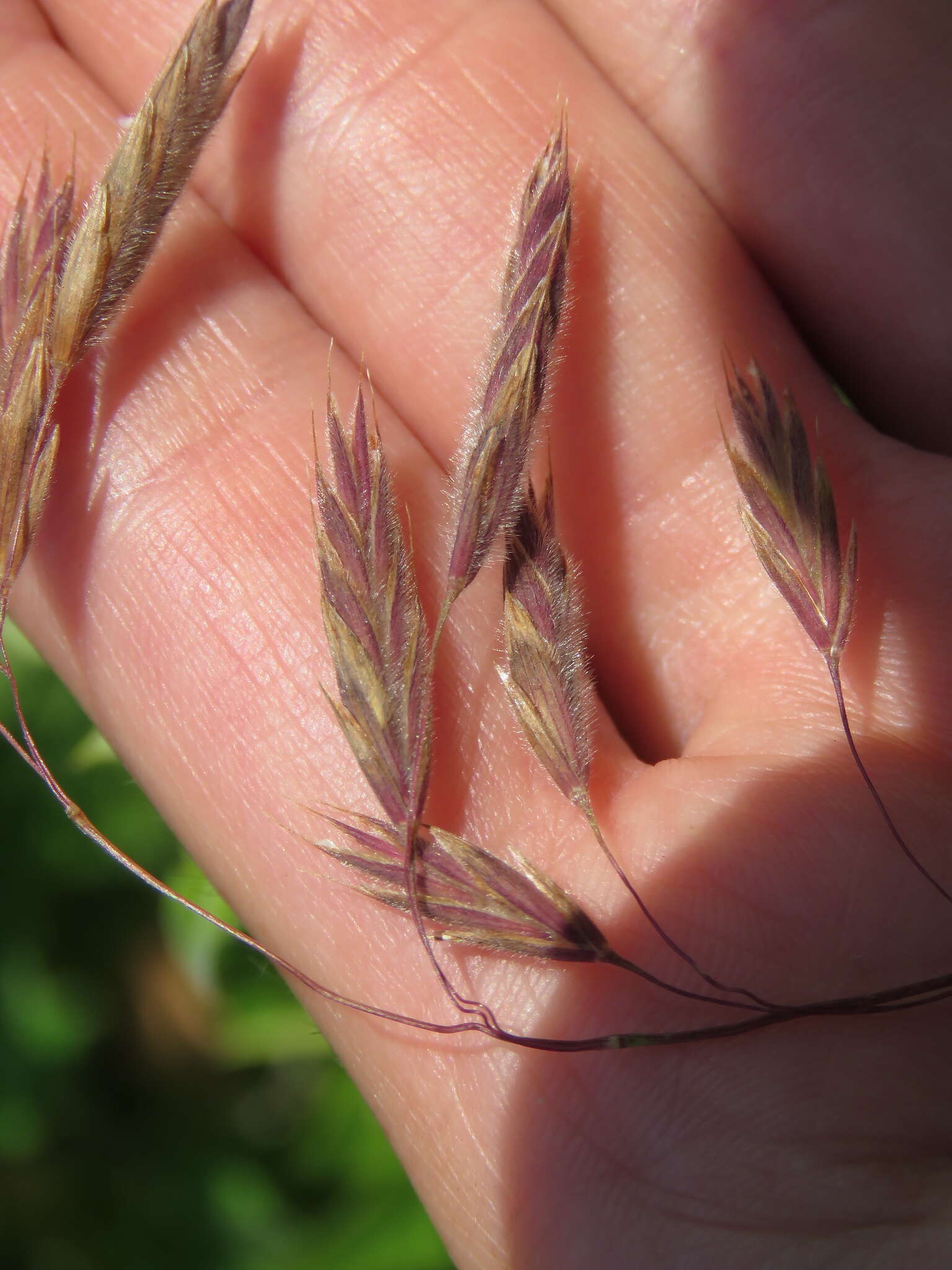 Image of arctic brome