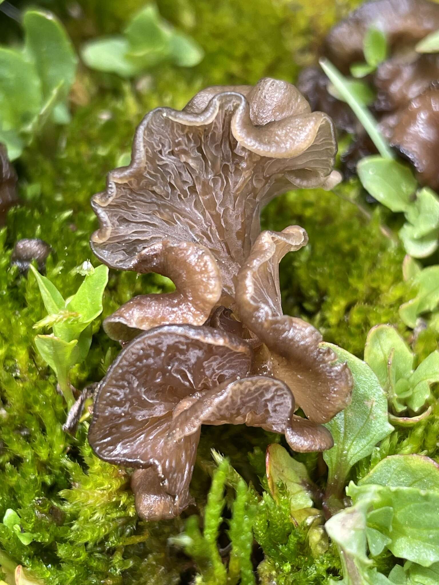 Image de Arrhenia spathulata (Fr.) Redhead 1984