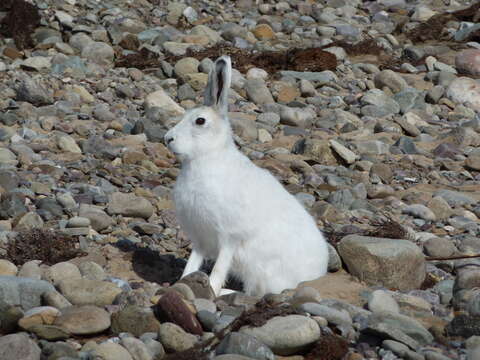 Image de Lièvre arctique