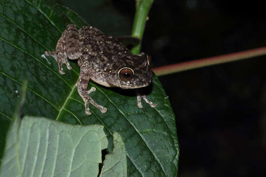 Image of Large Ponmudi Bush Frog