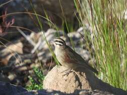 Image of Cape Bunting