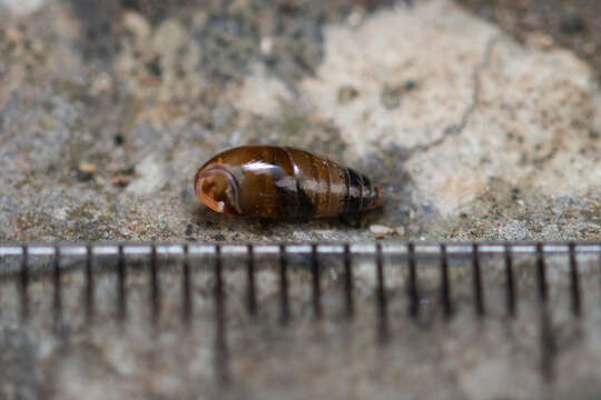 Image of Three-toothed Moss Snail