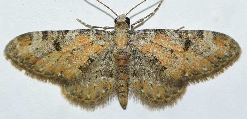 Eupithecia pantellata Millière 1875 resmi